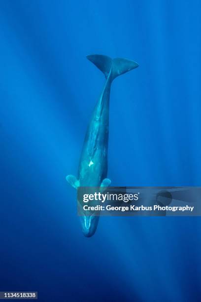 sperm whale swimming underwater - sperm whale stock pictures, royalty-free photos & images