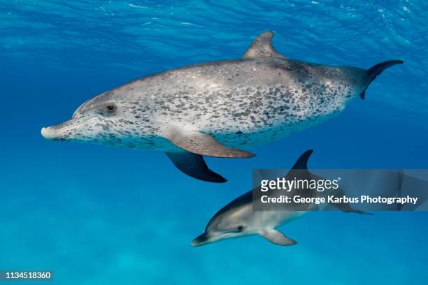 dolphins swimming in tropical water - atlantic spotted dolphin stock pictures, royalty-free photos & images