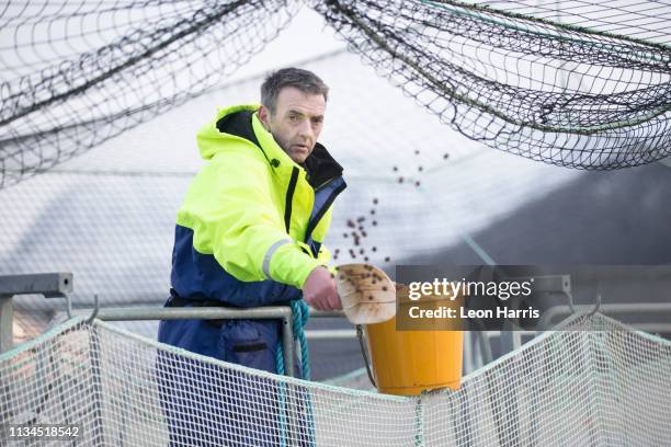 worker on salmon farm in rural lake - aquaculture stock pictures, royalty-free photos & images