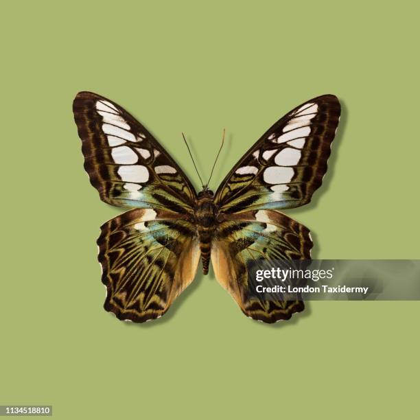 close up of taxidermied butterfly - preserved stock pictures, royalty-free photos & images