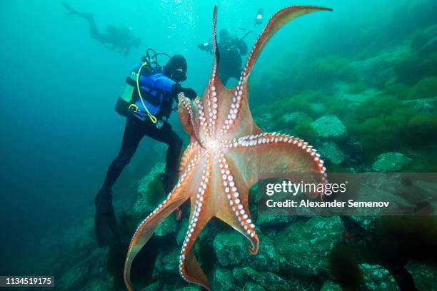 divers and giant pacific octopus (enteroctopus dofleini), sea of japan - octpus stock pictures, royalty-free photos & images