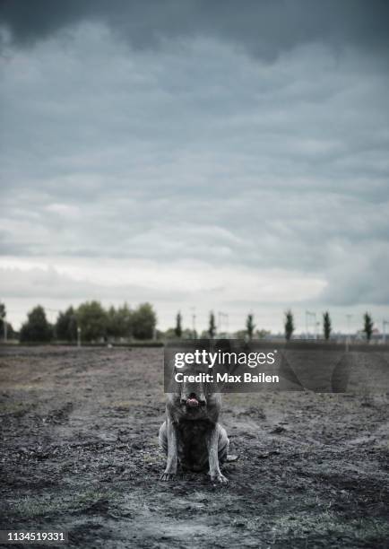 portrait of large grey dog sitting on wasteland - ugly dog stock pictures, royalty-free photos & images