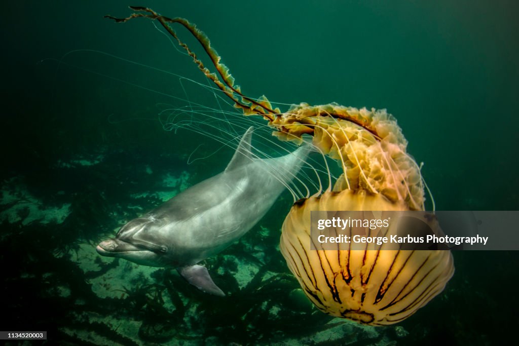 Bottlenose dolphin and compass jellyfish