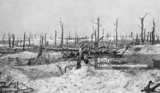 World War I 1914-1918: Woodland at Mesnil-les-Haut, France, reduced to skeletons of trees by gunfire. From 'Le Flambeau', Paris, September 1915....