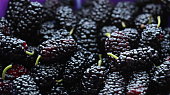 Mulberry Fruits Close Up