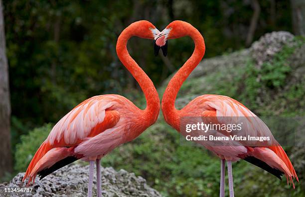 pink flamingos with heart shaped necks - flamingo heart fotografías e imágenes de stock