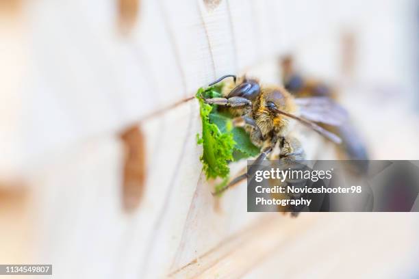 leafcutter bee - mining bee stock pictures, royalty-free photos & images