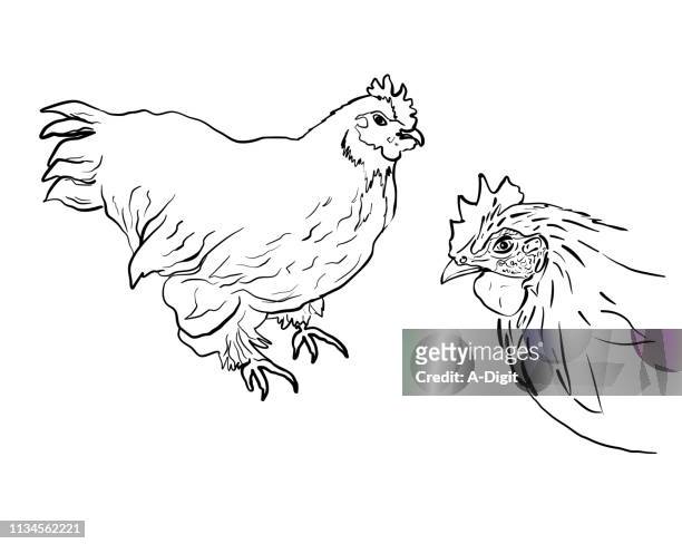 ilustrações de stock, clip art, desenhos animados e ícones de clucking chickens - rooster print