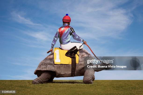 Riding Turtle Photos and Premium High Res Pictures - Getty Images