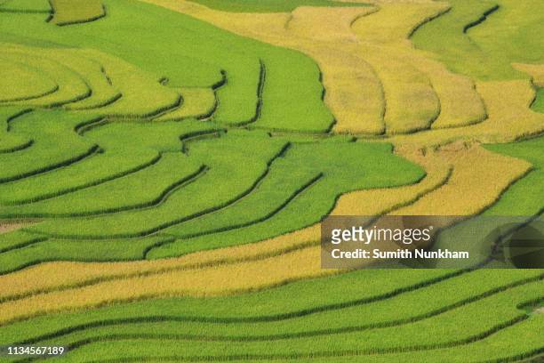 rice field, landscape of terraced and curve contour rice field pattern step at mu cang chai, vietnam - cambodia pattern stock pictures, royalty-free photos & images