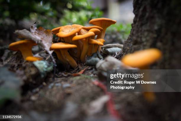 mushrooms at the foot of a tree - asheville stock pictures, royalty-free photos & images