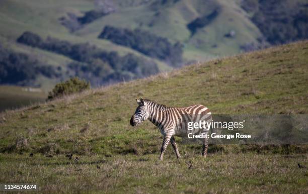 Zebra grazes in a pasture at Hearst Ranch on February 21 near San Simeon, California. Because of its close proximity to Southern California and Los...
