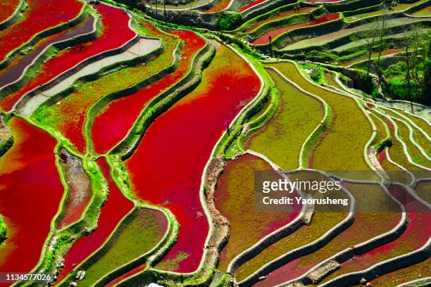 colorful terraced rice field in water season in yuanyang, china - yuanyang 個照片及圖片檔