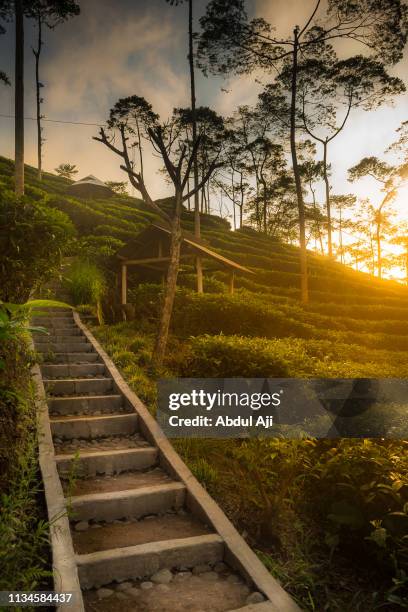 tritis tea plantation in kulonprogo regency, yogyakarta province, indonesia - jakarta stock pictures, royalty-free photos & images