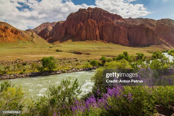 desert landscape with flowering lavender bushes - capitol reef national park stock pictures, royalty-free photos & images