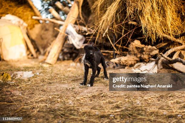 ahar-varzaghan earthquake - earthquake iran stock pictures, royalty-free photos & images