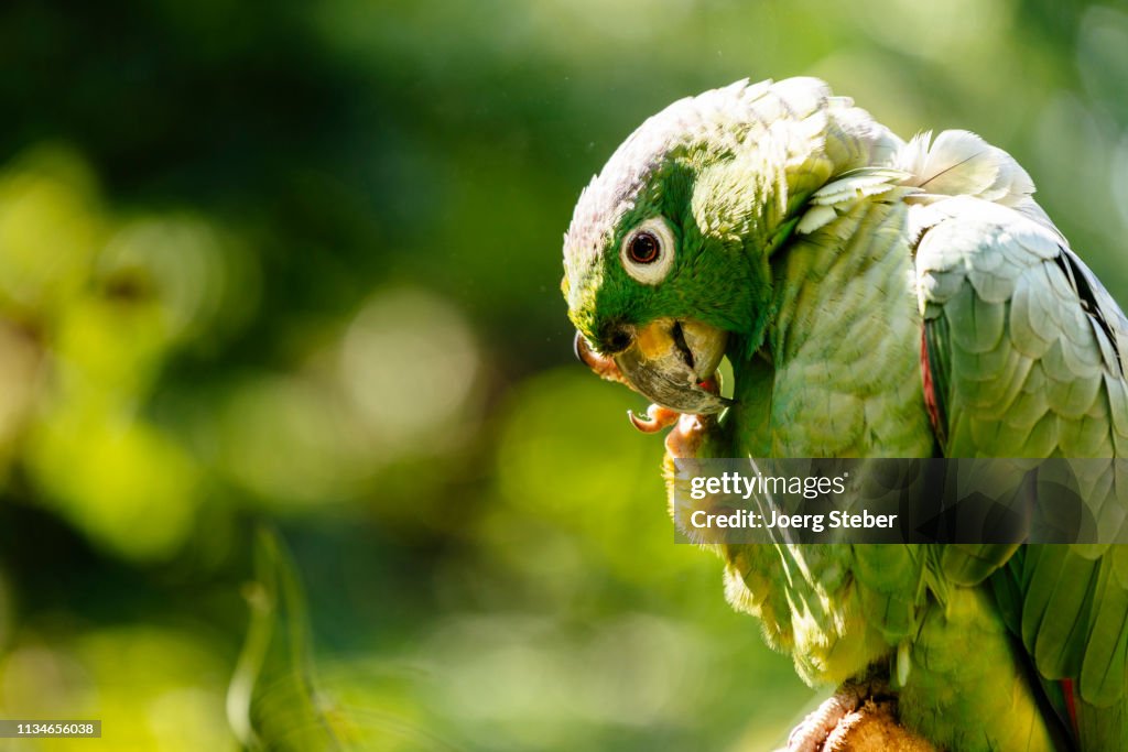 Primo piano di un pappagallo verde in un parco di uccelli nel nord del Perù / Tarapoto / Perù / Sud America