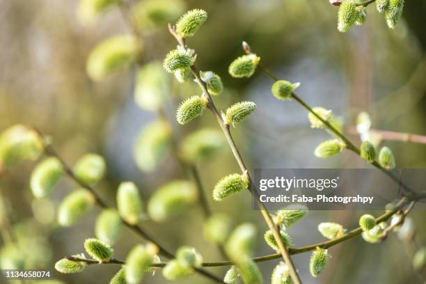 willow catkin - weidekätzchen stock-fotos und bilder