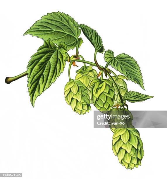 394点のホップイラスト素材 Getty Images 394点のホップイラスト素材 Getty Images