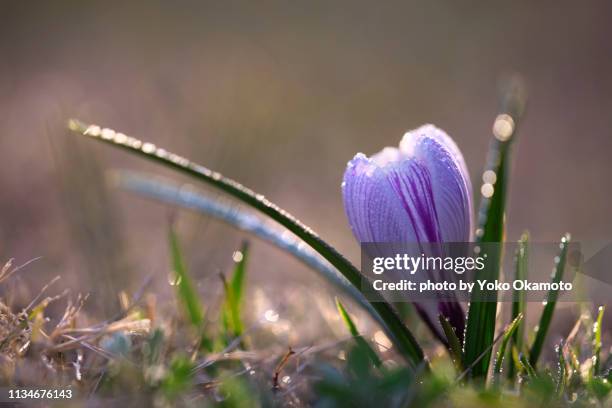 purple crocus flower - krokus iris familie stockfoto's en -beelden