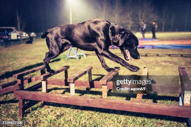 training process in dog school - agility ladder stock pictures, royalty-free photos & images