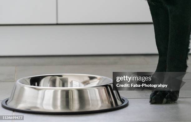 dog bowl with black dog - dog bowl stock pictures, royalty-free photos & images