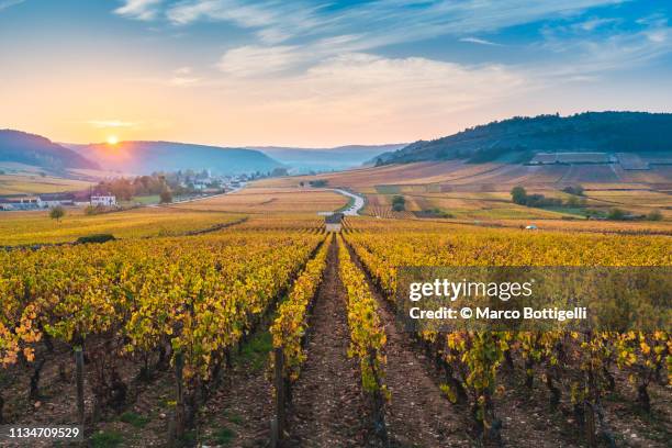 vineyards in autumn at sunset, burgundy, france - burgundy vineyard stockfoto's en -beelden