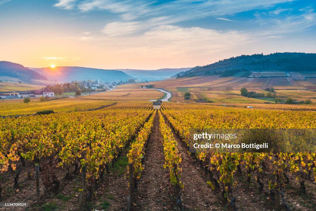 Vineyards in autumn at sunset, Burgundy, France