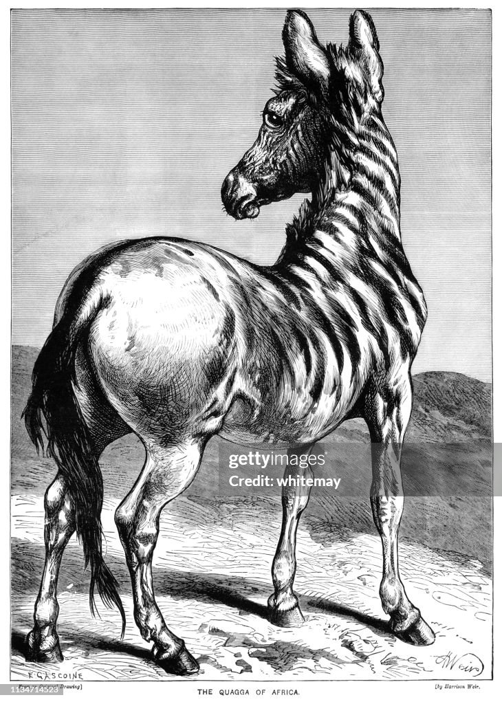 Equus quagga quagga (plains zebra) which became extinct in the late 19th century