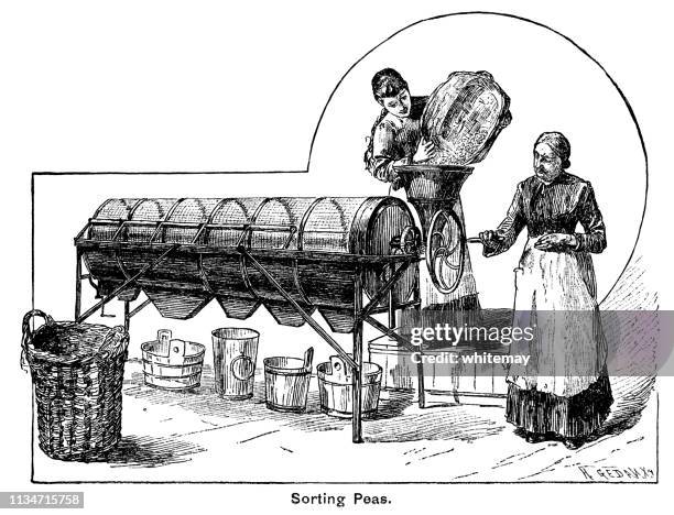 nineteenth century machine for sorting peas for canning - canning vegetables stock illustrations