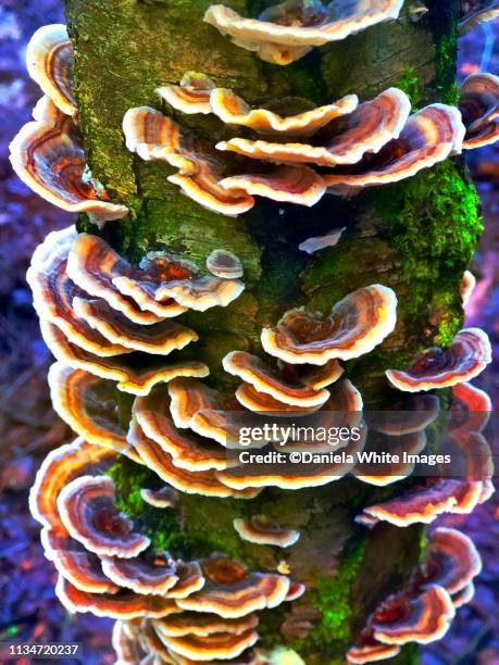 tree fungi-zoned polypore (coriolus versicolor) - fungus stock pictures, royalty-free photos & images