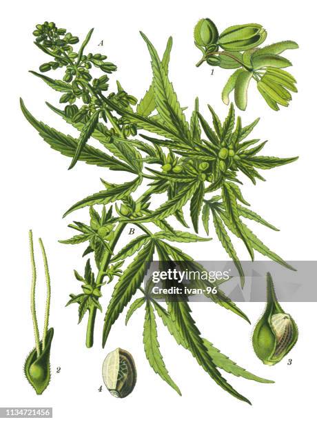 cannabis - cannabis medicinal stock illustrations