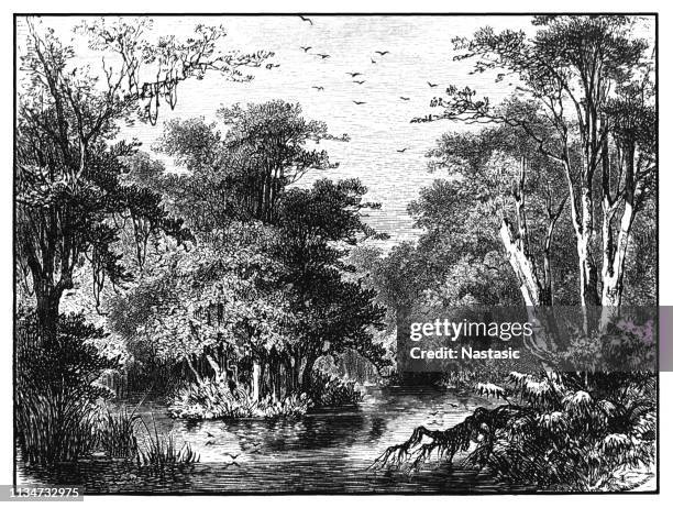 bank of murray river, australia - new swans stock illustrations