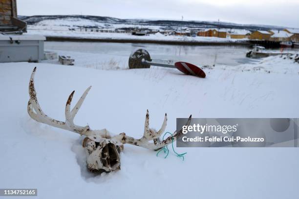 close-up of a deer skull at vestre jakobselv, northern norway - deer skull stock pictures, royalty-free photos & images