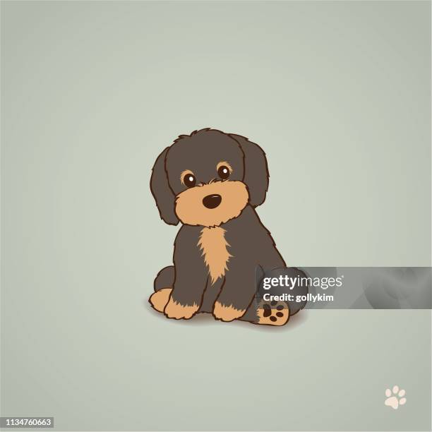 chocolate brown havanese puppy dog - dog with long hair stock illustrations