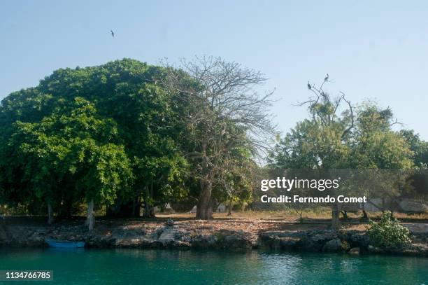 birds over trees in the caribbean sea, rosario islands - rosario stock pictures, royalty-free photos & images