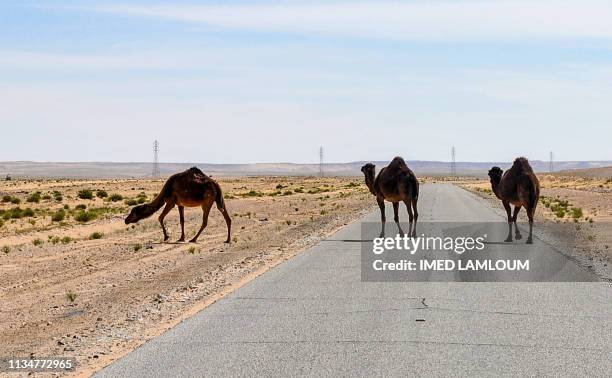 This picture taken on March 30, 2019 shows camels crossing a road near the town of Ghadames in Libya's far west near the borders with Tunisia and...