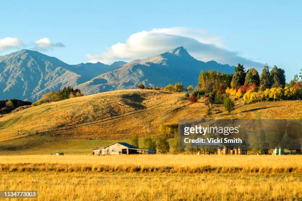autumn colors and countryside new zealand - new zealand rural stock pictures, royalty-free photos & images
