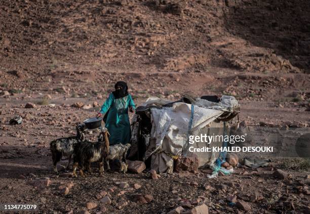 An Egyptian Bedouin herder feeds her stock in the village of al-Hamada in Wadi el-Sahu in South Sinai governorate on March 31 during the first "Sinai...