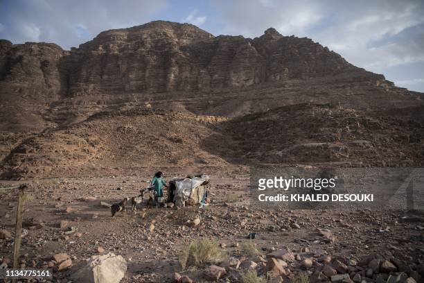 An Egyptian Bedouin herder feeds her stock in the village of al-Hamada in Wadi el-Sahu in South Sinai governorate on March 31 during the first "Sinai...