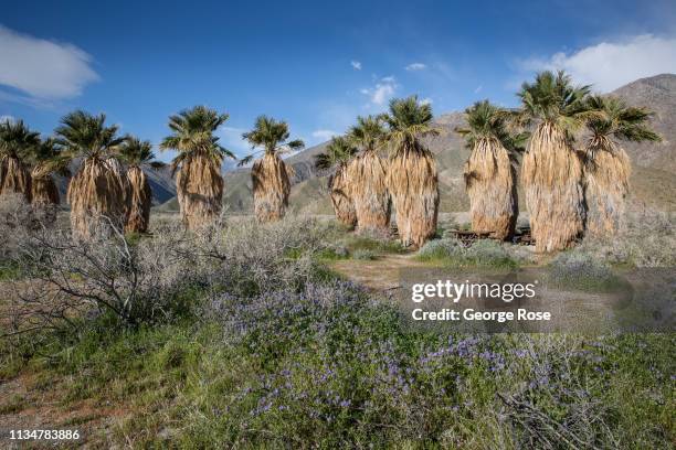 Following record winter rains, wildflowers have been popping up at Anza-Borrego Desert State Park, drawing thousands of visitors to a rare "super...