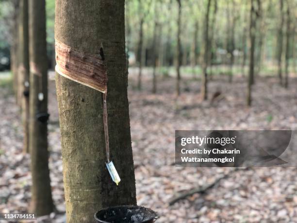 rubber plantation field in koh mak island - natural latex extraction from rubber tree. - rubber bowl stock-fotos und bilder