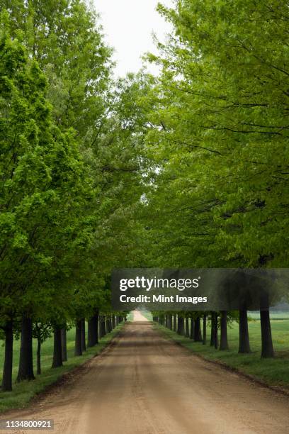 dirt road between trees - williamsburg virginia stockfoto's en -beelden