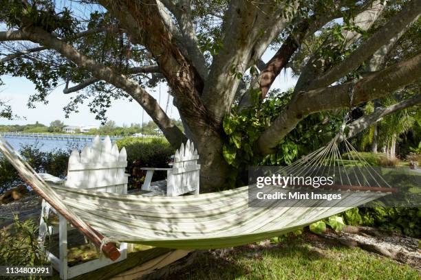 hammock under a tree - palmetto florida bildbanksfoton och bilder