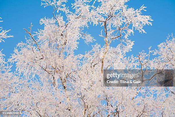 birch tree branches covered with frost - somero photos et images de collection