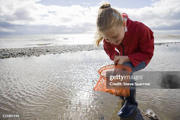 young girl looking into fishnet at beach - tide pool stock pictures, royalty-free photos & images