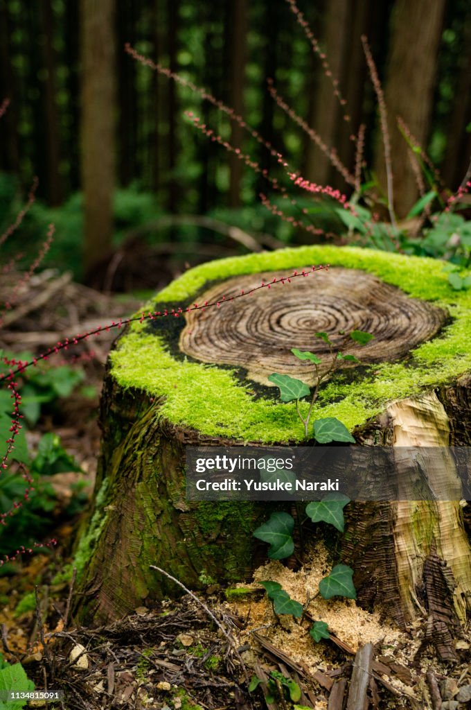 Old Stump
