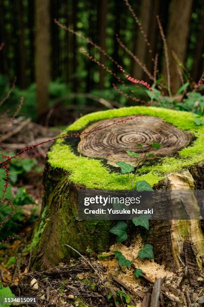 old stump - baumstumpf stock-fotos und bilder