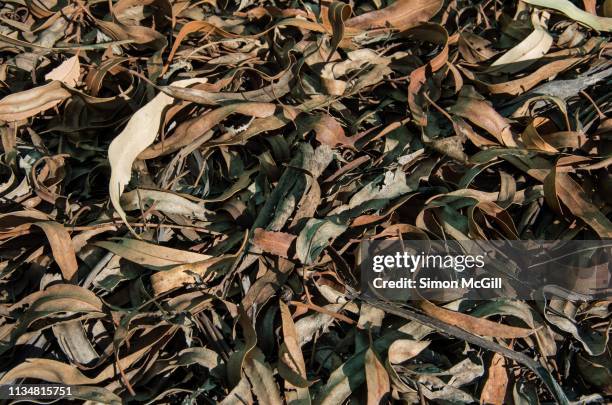 dried eucalyptus leaves and bark mulch - arid climate stock pictures, royalty-free photos & images