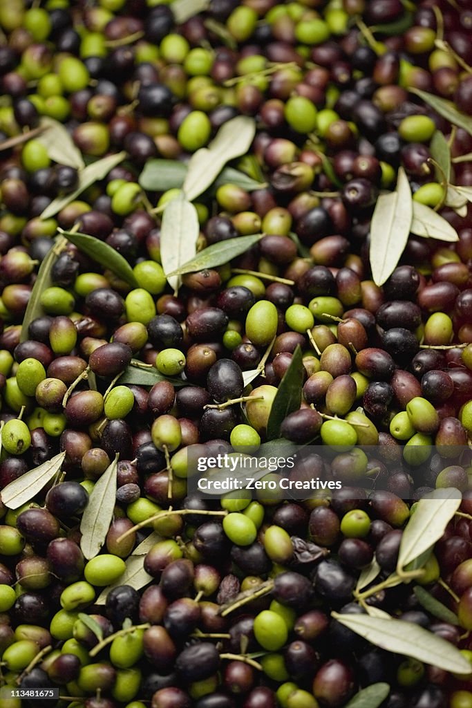 Fresh olives